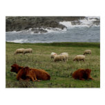 South Devon Sheep and Cows on wild coastline postkarten