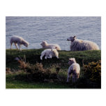 South Devon Sheep And Lambs On Remote Coastline postkarten
