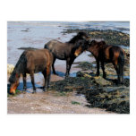 South Devon Three Dartmoor Ponies Playing On Beach postkarten