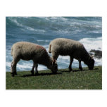 South Devon Two Lambs Grazeing On Wild Coastline postkarten