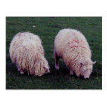 South Devon Twwo Longwool Sheep Grazeing Postcard