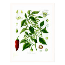 Spanischer Pfeffer Annuum (Cayenne-Pfeffer) Postkarten