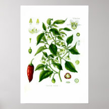 Spanischer Pfeffer Annuum Posterdruck