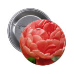 Späte Blumen des rosa Tulpe-"Eros-" Doppelten Button