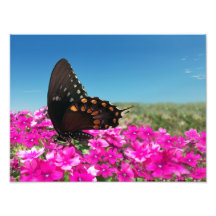 Spicebush Frack-Schmetterling Photographischer Druck