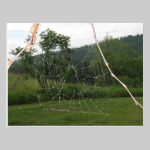 spiderweb postkarten