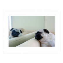 Spiegel-Mops-Postkarte