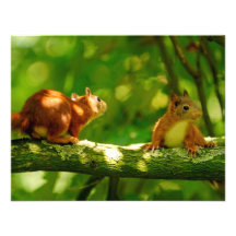 Spielen der jungen Eichhörnchen Ankündigungen