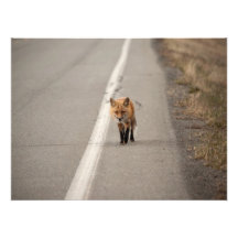 Spielen des Huhns mit einem Fox Fotodruck