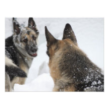Spielkameraden im Schnee Fotografische Drucke