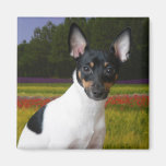 Spielzeug-Foxterrier-Magnet Magnete