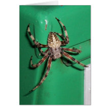 Spinne 7704 - Vertikal Karte