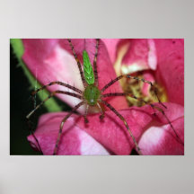 Spinne auf Rosen-Leinwand-Druck Posterdrucke