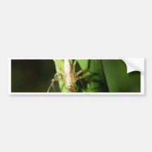 Spinne Autoaufkleber