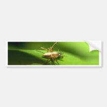 Spinne Autoaufkleber