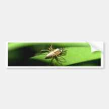 Spinne Autosticker