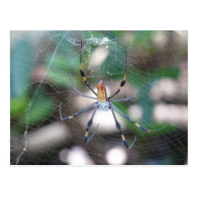 Spinne Seidenspinne im Spinnennetz Postkarte