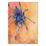 Spinne - Tarantula Karten