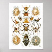 Spinnen, Ernst Haeckel Poster