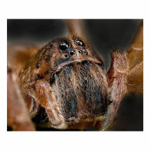 Spinnen-Makro Photoausschnitt