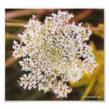 Spitze der Königin-Anne durch E.A. Schneider Photographien