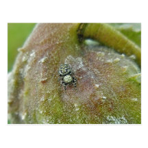 Springende Spinne auf Milkweed-Hülse Postkarte