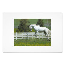 Springendes Pferd Kunst Photo