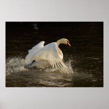 Spritzen des Schwan-Druckes Posterdrucke