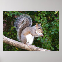 Squrrel, das Brot isst Posterdrucke