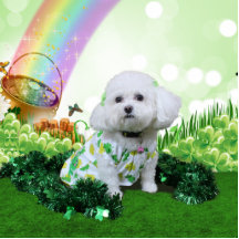 St Patrick's Day - Bichon Frise - Mia Acrylic Cut Out
