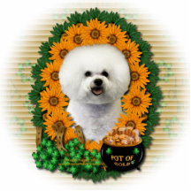 St. Patricks - Goldschatz - Bichon Frise Foto Ausschnitte