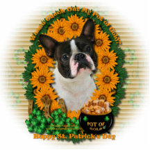 St. Patricks - Goldschatz - Boston Terrier Acrylausschnitt