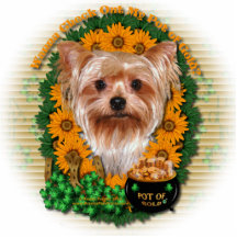St. Patricks - Goldschatz - Yorkshire Terrier Foto Ausschnitt