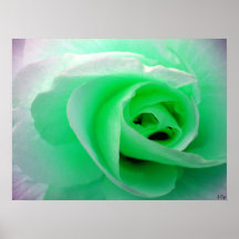 St. tappt Rose, S Cyr Poster