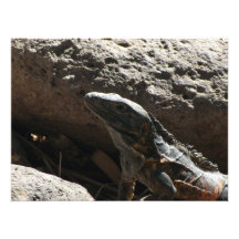Stacheliger Leguan Photographischer Druck