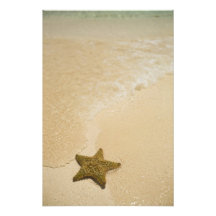 Starfish auf sandigem Strand, Gibbs Cay-Land und Photographie