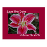 Stargazer-Lilien-Save the Date Postkarte