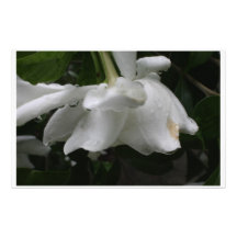 Stationärer weicher eleganter Blick des Gardenia Büropapier