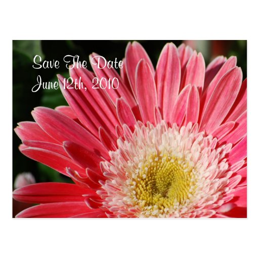 Staubige Rosegerbera-Save the Date Postkarte