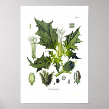 Stechapfel stramonium plakat