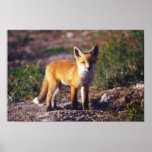 Stehendes roter Fox-Plakat