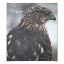 "Steigen" Falke-Plakat an Fotografie