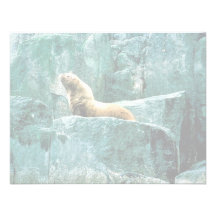 Steller Seelöwe Einladungen