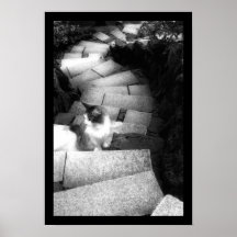 Steping Treppenkatze Plakatdrucke