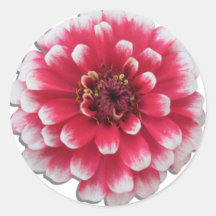 Stickers - BiColor Zinnia