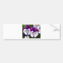 Stiefmütterchen Auto Sticker