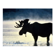 Stier-Elche Postkarten