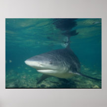 Stier-Haifisch - Carcharhinus leucas Poster