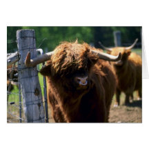 Stier Karte