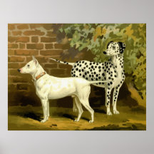 Stier-Terrier, Dalmatiner, hochwertiges Hundezeich Plakat